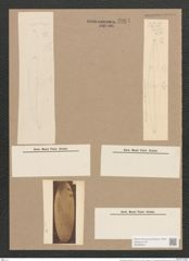 Pleurosigma hermanii Ralfs. (de-Toni-Nr.: Genus 13, Species 1011) Zeichnungen Sammlung Grunow Nr. 2064 (NHMW-BOT-W0368925)